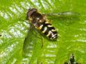 Dasysyrphus venustus agg.jpg